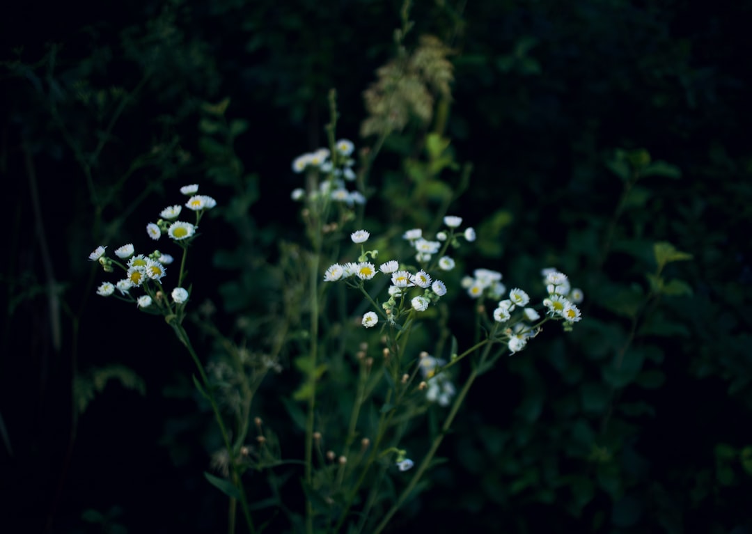 white flowers with green leaves
