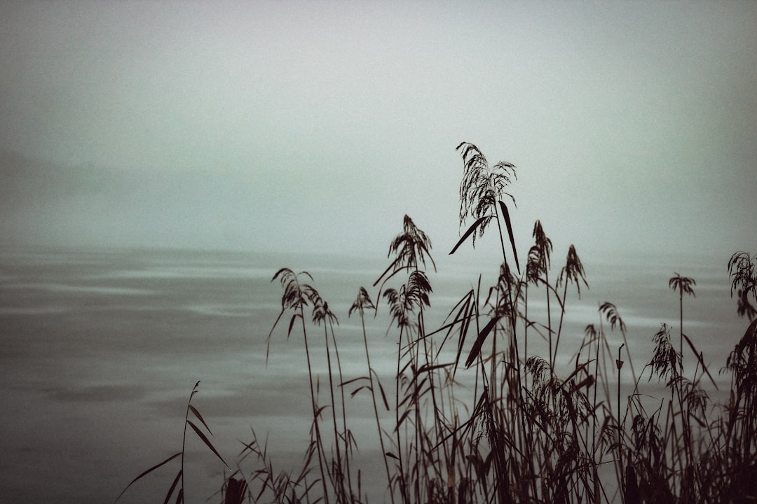 A black and white photo of tall grass