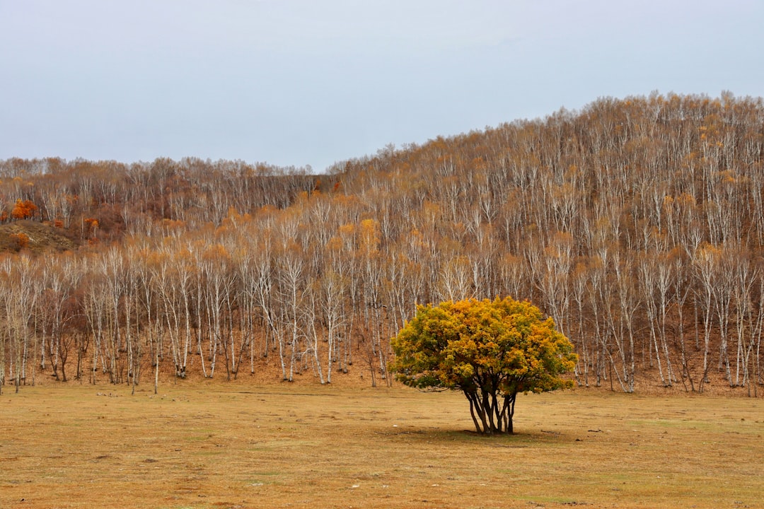 a lone tree in a field with a mountain in the background