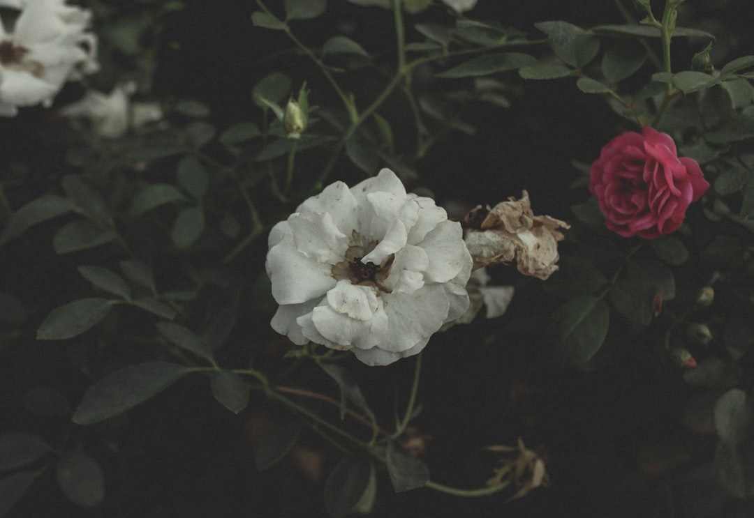 a group of white and red flowers in a garden