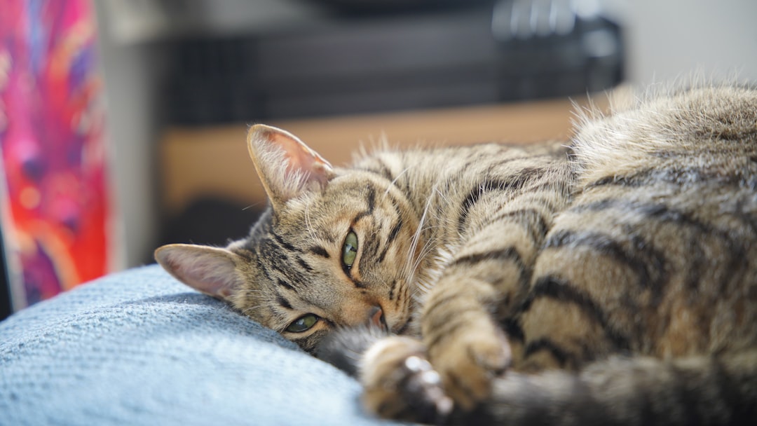A cat laying on top of a blue couch