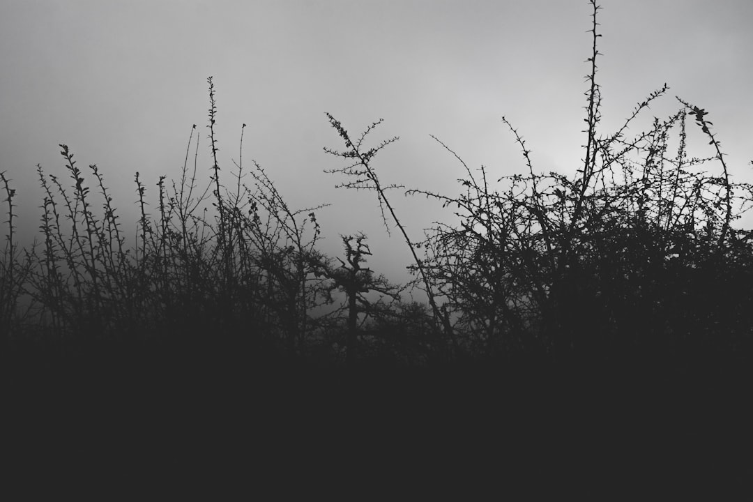 a group of trees