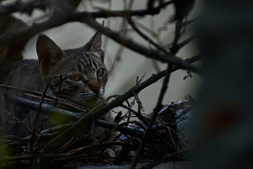 a cat that is sitting in a nest
