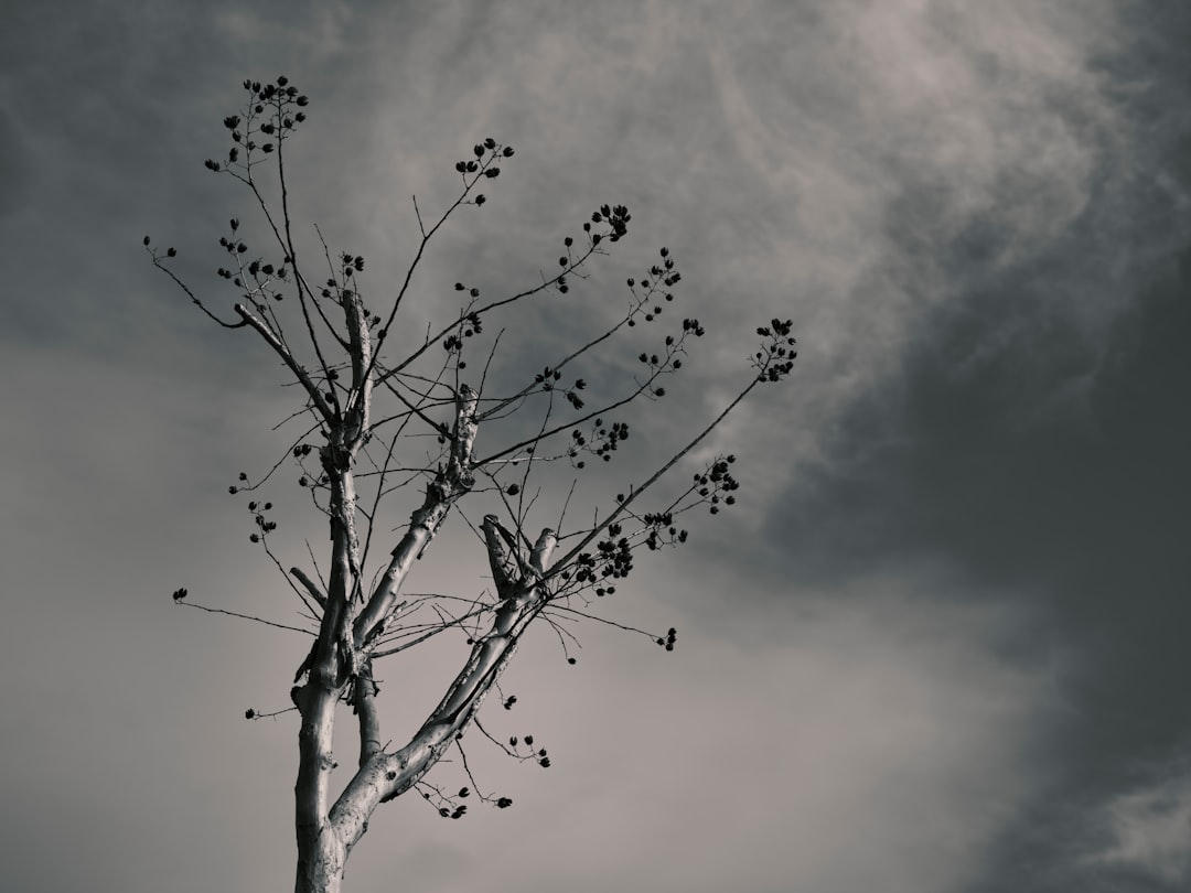 a black and white photo of a tree with no leaves