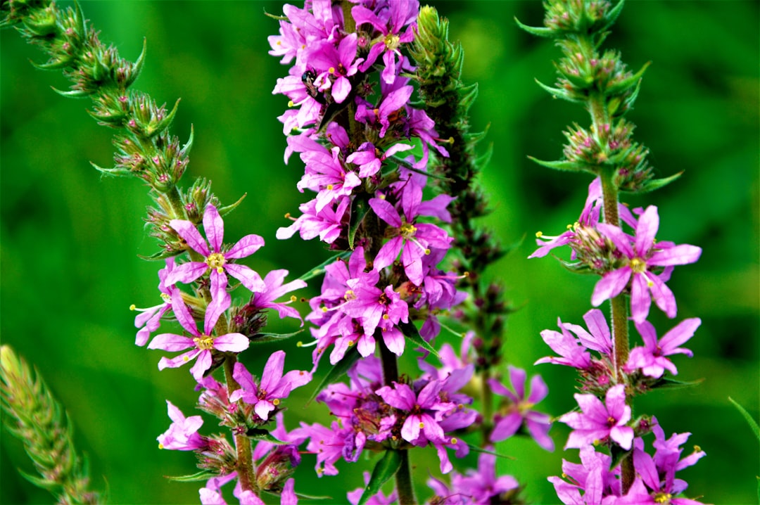 a close up of a flower