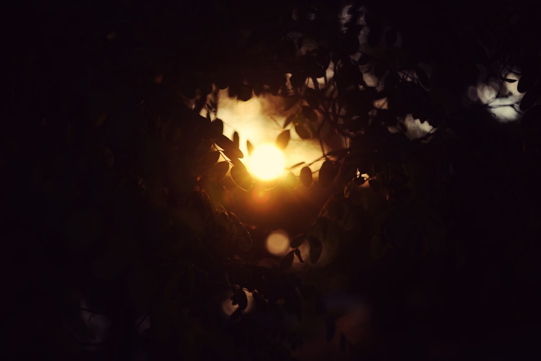 the sun is shining through the branches of a tree